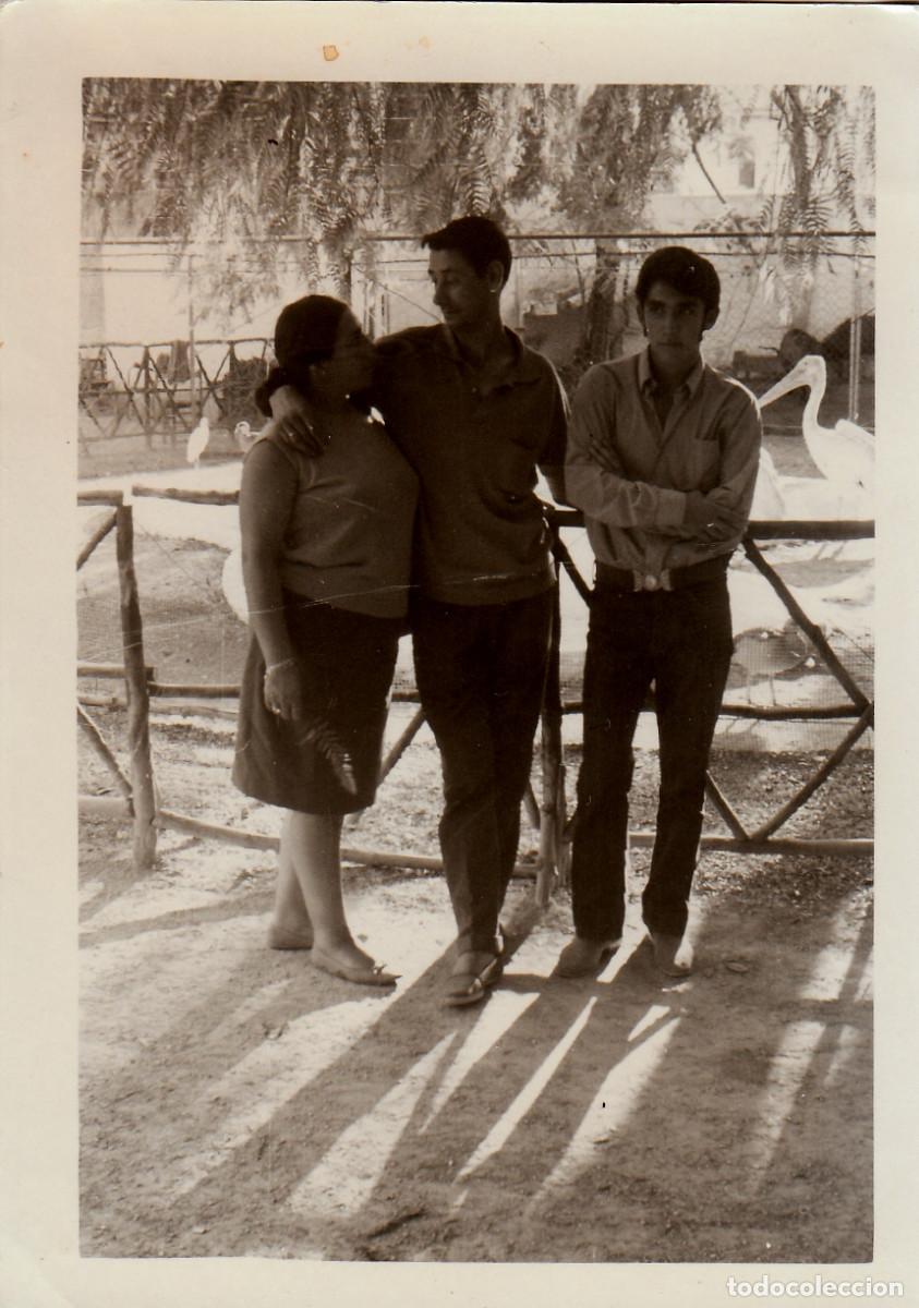 Fotograf&iacute;a antigua: Parque zool&oacute;gico, Zoo. Pel&iacute;canos. A&ntilde;os 60 pc