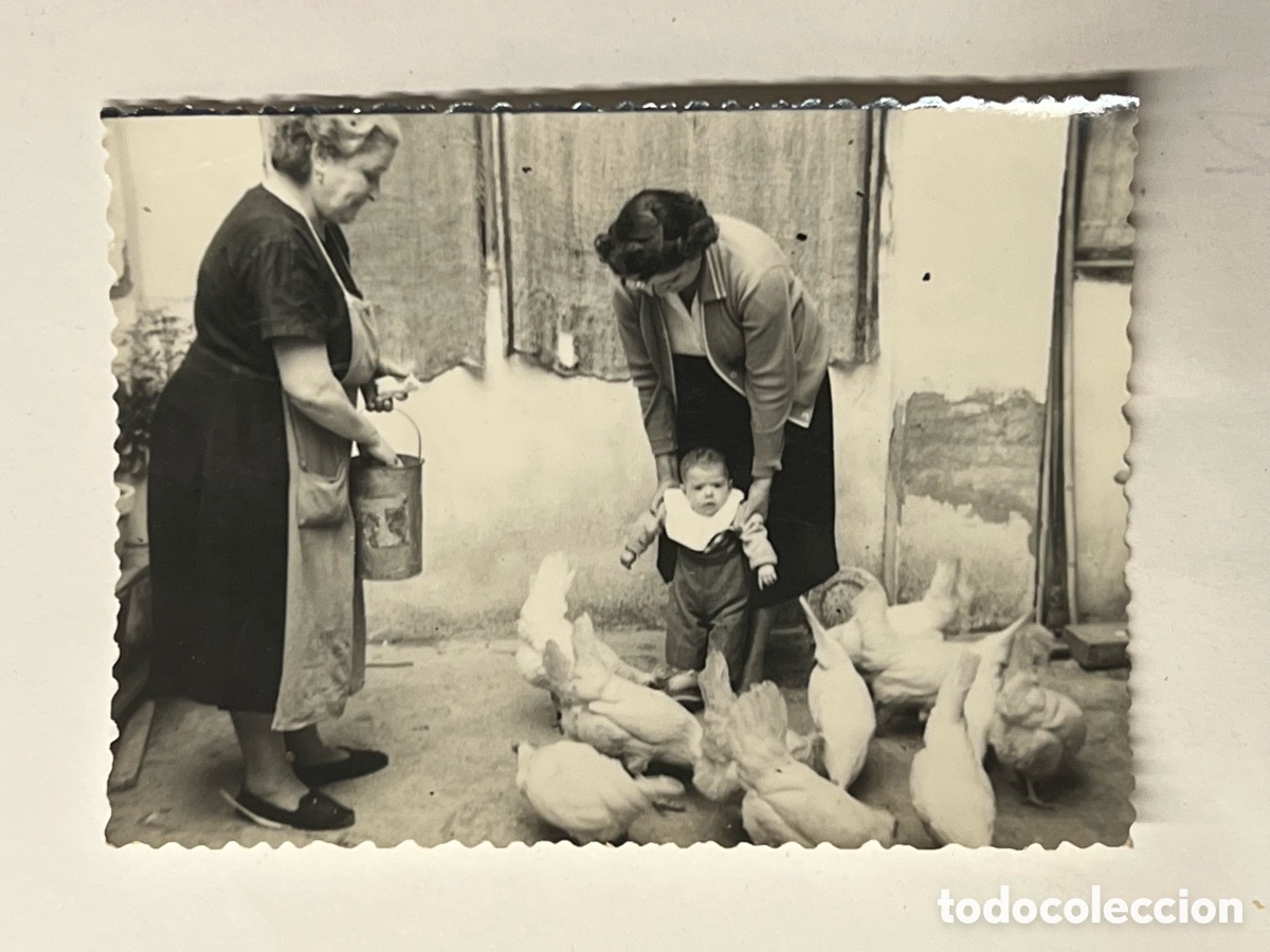 Alte Fotografie: Gallinero y Gallinas.. Fotograf&iacute;a en el Corral del pueblo de los abuelos.., Abril de 1959