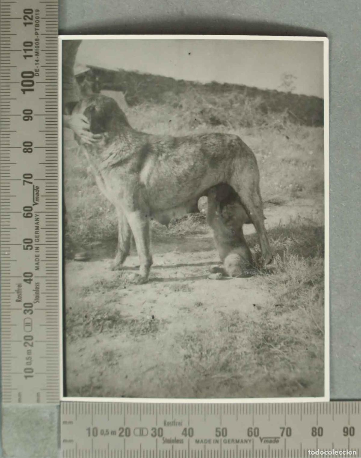 Fotografia antiga: FOTOGRAFIA. PERRO AMAMANTANDOSE. CLAVERIA. HACIA 1940