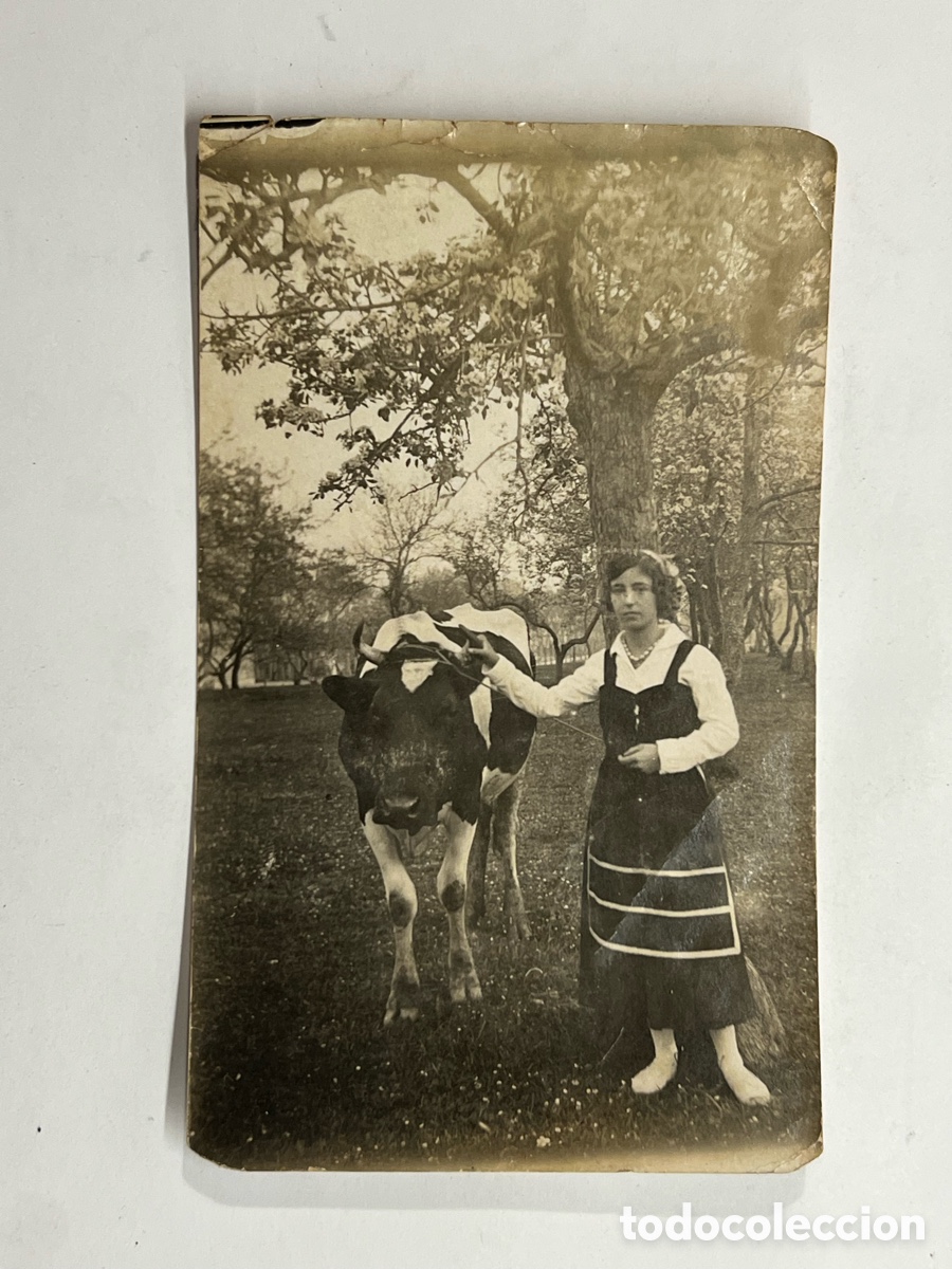 Fotograf&iacute;a antigua: ASTURIAS y el entorno rural, Joven Llanisca y su vaca por el praooo (h.1920?)