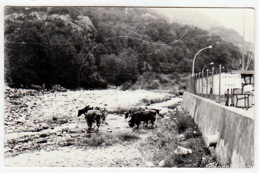 Fotograf&iacute;a antigua: Paisaje monta&ntilde;oso con vacas pastando. A&ntilde;os 50. pc