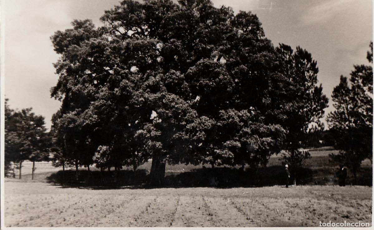 Fotograf&iacute;a antigua: Grand&iacute;simo &aacute;rbol. A&ntilde;os 50. pc