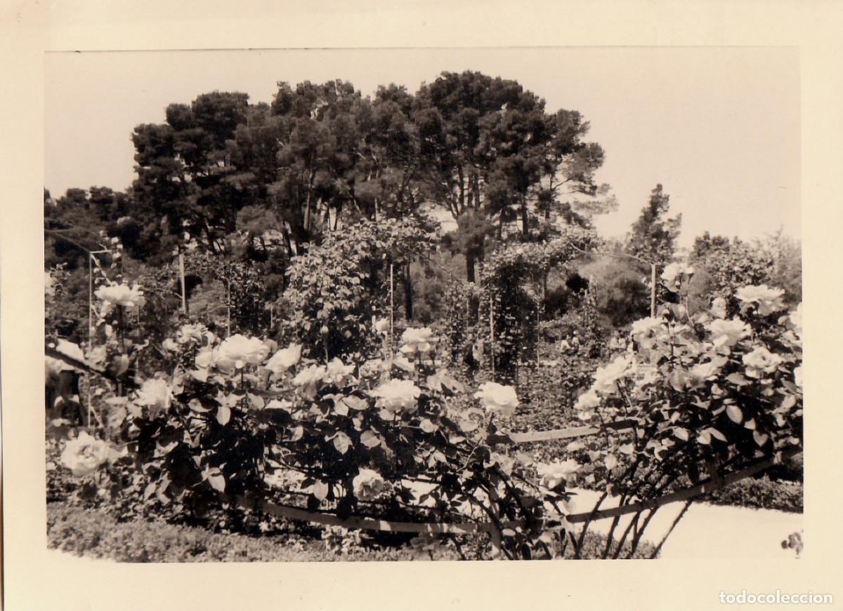 Fotograf&iacute;a antigua: 4 fotos. Rosaleda. Parque. Paseo. Arbolado. Establecimientos Diaz Casa Ros, Madrid. A&ntilde;os 50. pc