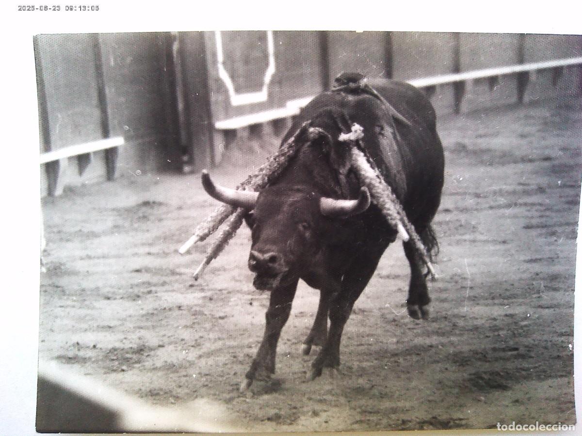 Photographie ancienne: FOTO DE CORRIDA DE TOROS : TORO BRAVO ABANDERILLEADO