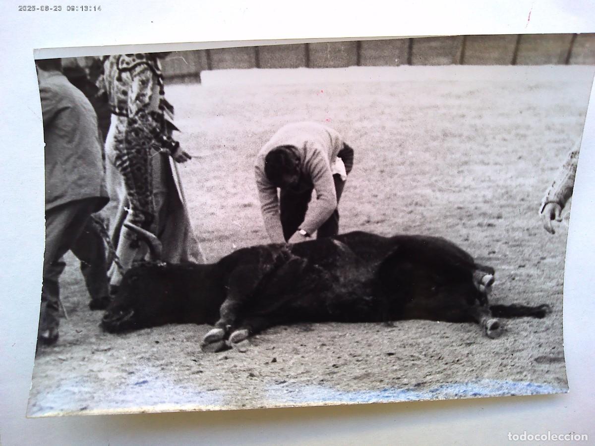 Antique Photography: FOTO DE CORRIDA DE TOROS : MOZO ARRANCANDO BANDERILLAS AL TORO MUERTO. DE BERET , SEVILLA