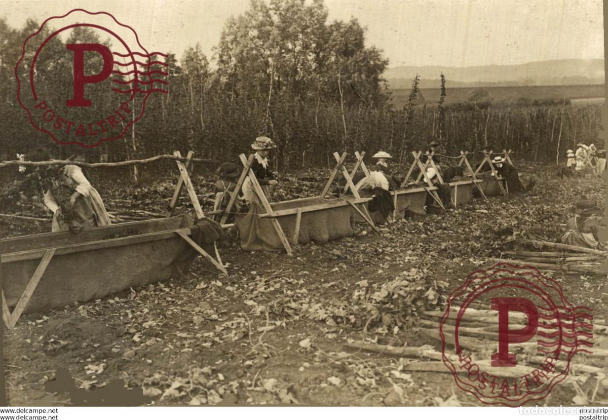 Fotografia antiga: HOP PICKING BURNSTEAD KENT ENGLAND Hopfen Anbau 15*11CM Fonds Victor FORBIN 1864-1947
