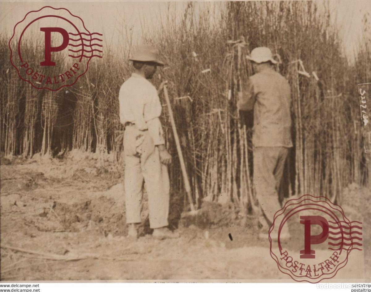 Fotografia antiga: CALIFORNIA PRUNE TREES RUINED FRENCH ORCHARDS DESTROYED BY THE GERMANS 21*16CM Fonds Victor FORBIN