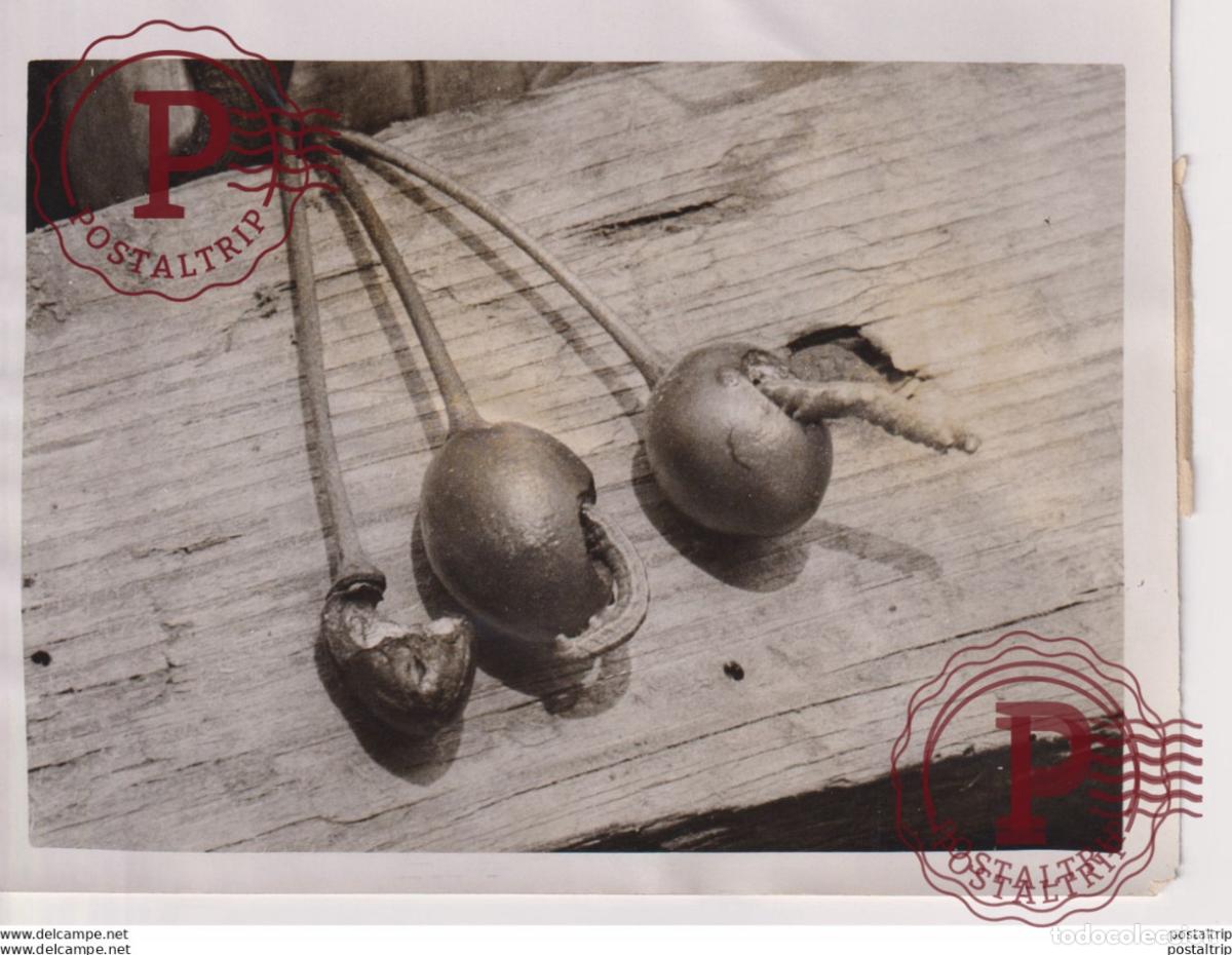 Fotografia antiga: INSECT CONTROL FRUITGROWERS FIGHT THE CATERPILLAR PLAGUE KENT YOUNG CHERRIES 16*12CM Fonds Victor