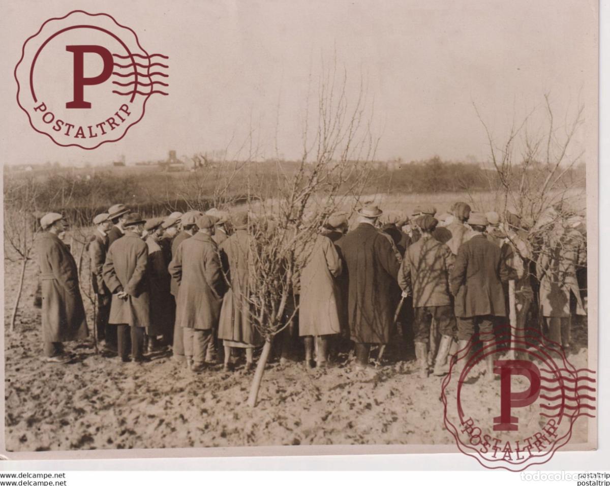 Fotografia antiga: WAR ON FRUIT PESTS INSECT CONTROLL ORCHARD WOODNESBOROUGH DEAL KENT 20*15CM Fonds Victor FORBIN 1864