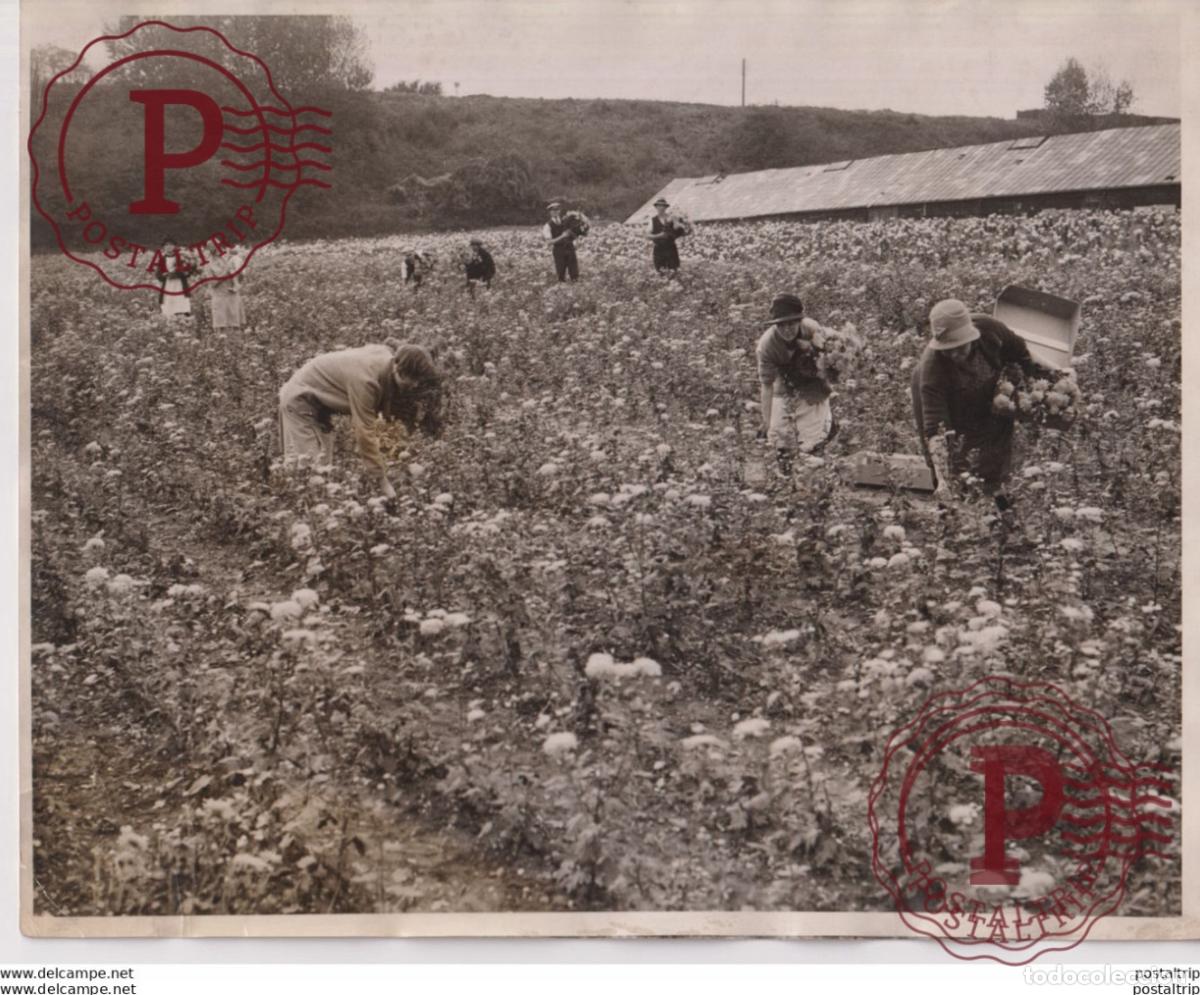 Alte Fotografie: RICH CHRYSANTHEMUM HARVEST SWANLEY ENGLAND KENT 25*20CM Fonds Victor FORBIN 1864-1947