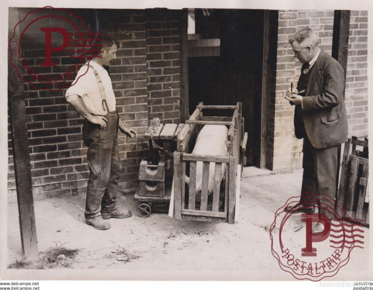 Fotografia antiga: SCIENCE NATIONAL INSTITUTE FOR RESEARCH DAIRYING SHEINFIELD MANOR PORK COCHON 20*15CM Fonds Victor F