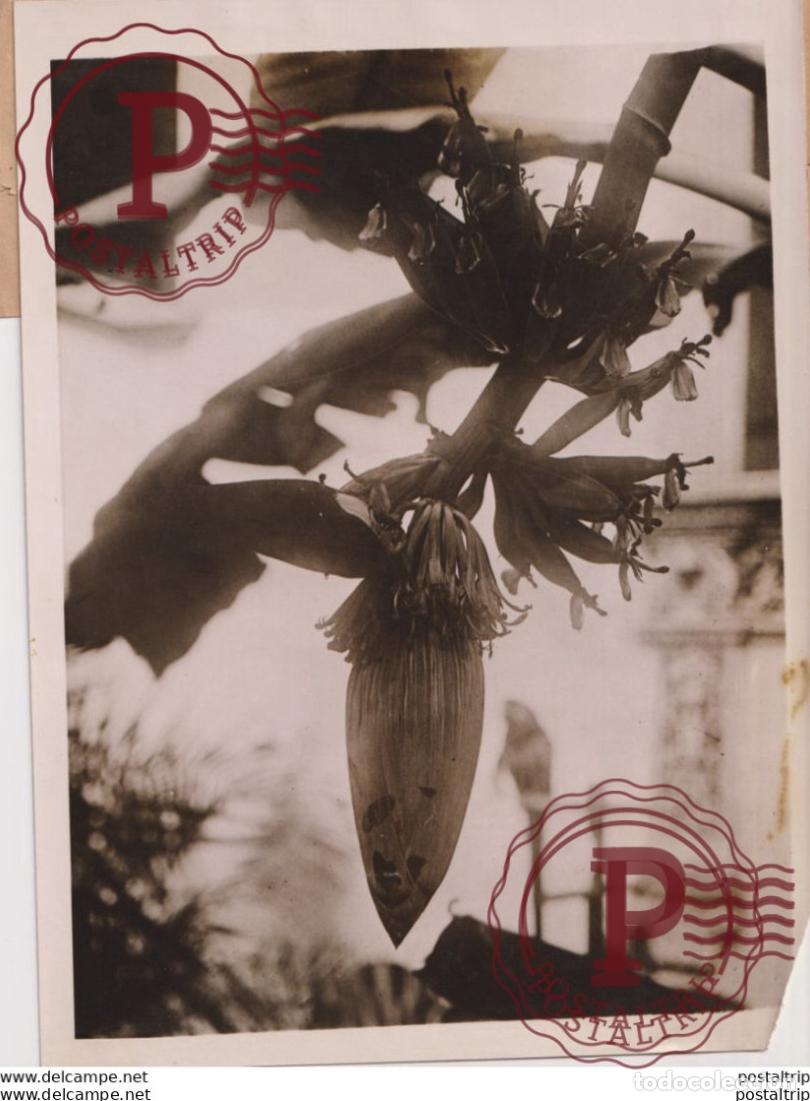 Fotograf&iacute;a antigua: WASHINGTON USA ONLY BANANA TREE PAN AMERICAN UNION 1923 SEE CORNER 20*15CM Fonds Victor FORBIN 186