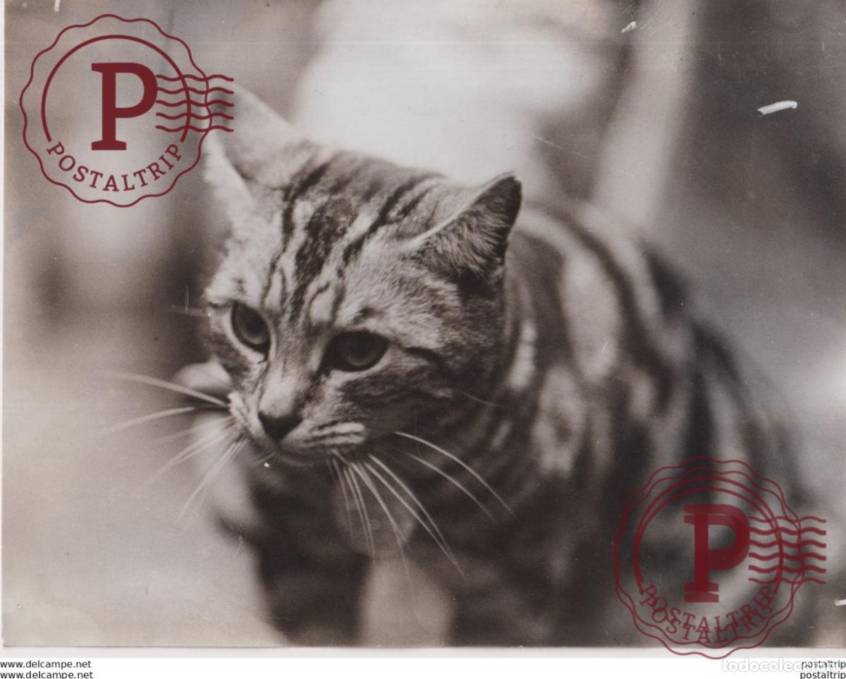 Fotografia antiga: CHAT CAT GATO POES SOUTHERN COUNTRIES SHOW LONDON AMINEAU ANIMALS 21*16CM Fonds Victor FORBIN 1864-