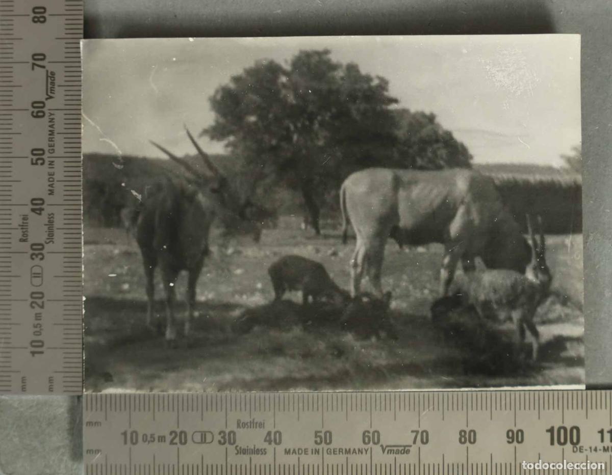 Fotografia antica: FOTOGRAFIA. ANTILOPES GRUPO