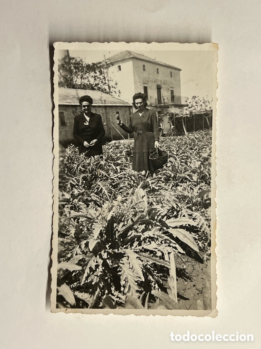 Fotograf&iacute;a antigua: VALENCIA y la huerta.. Recogiendo alcachofas en el huerto de Do&ntilde;a PePita.. (h.1945?)