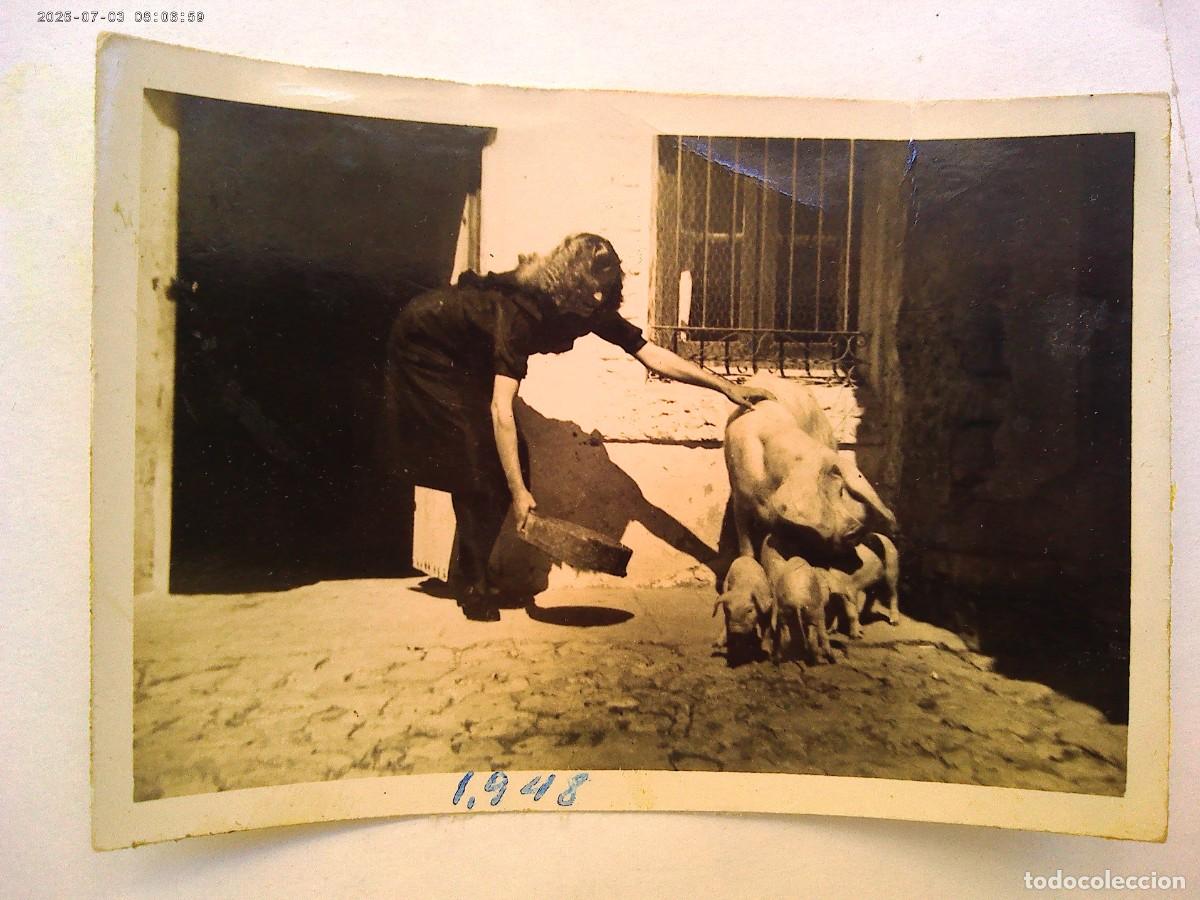 Fotograf&iacute;a antigua: FOTO DE LA VIDA RURAL : MUJER DANDO DE COMER A CERDA Y SUS GUARRILLOS , 1948