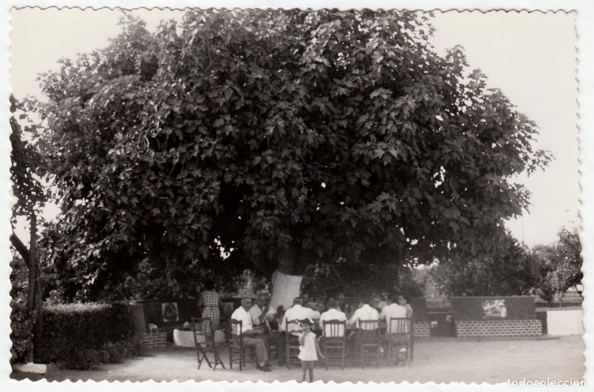 Fotografia antiga: Comida entre amigos bajo un grand&iacute;simo &aacute;rbol. A&ntilde;os 60 pc