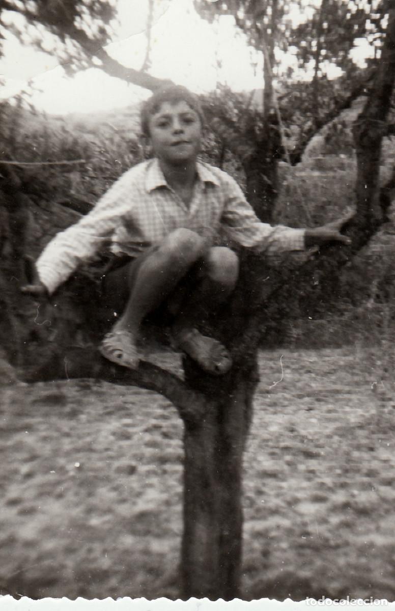 Fotograf&iacute;a antigua: Ni&ntilde;o subido a un &aacute;rbol. A&ntilde;os 50 pc