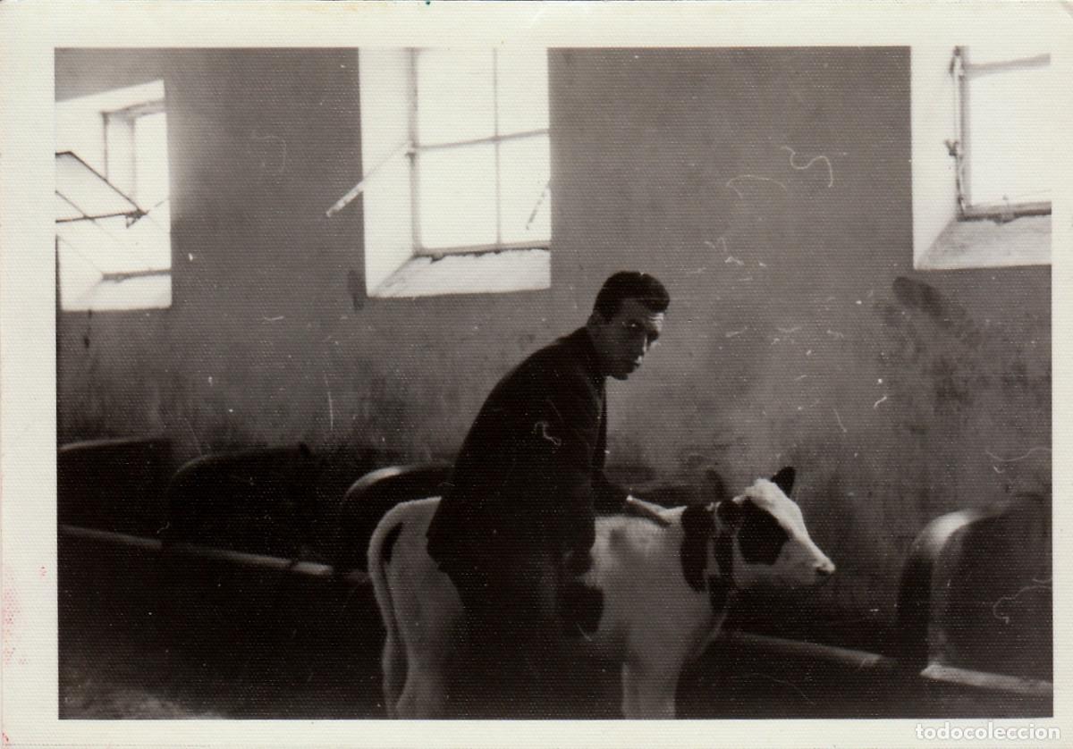 Fotografia antiga: Ganadero. Chico cuidando a su peque&ntilde;a vaca. A&ntilde;os 50-60 pc