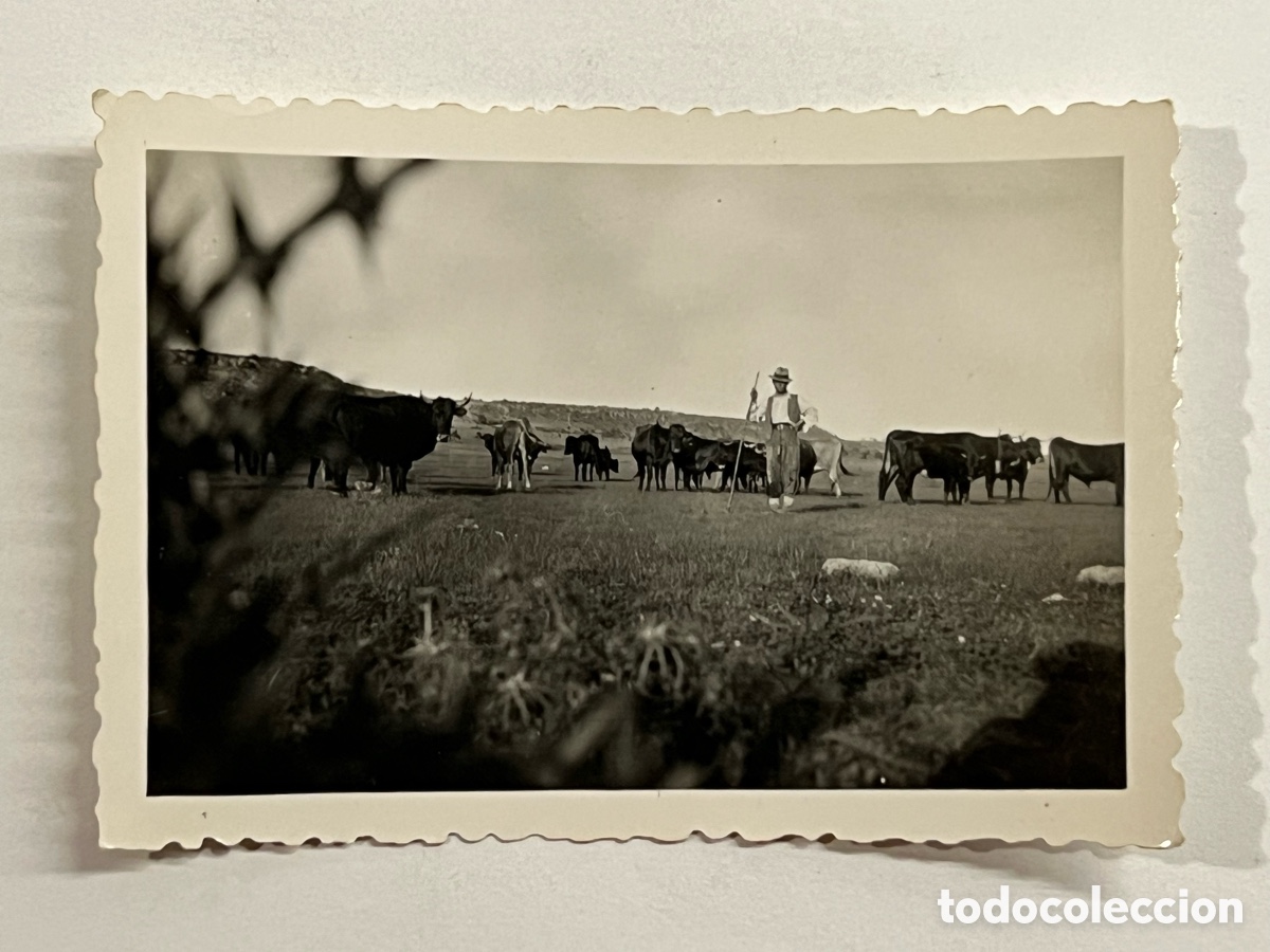 Fotograf&iacute;a antigua: VILLARES DEL SAZ. Pastor y reba&ntilde;o. FRENTE DE JUVENTUDES. J&oacute;venes excursionistas (h.1960?)