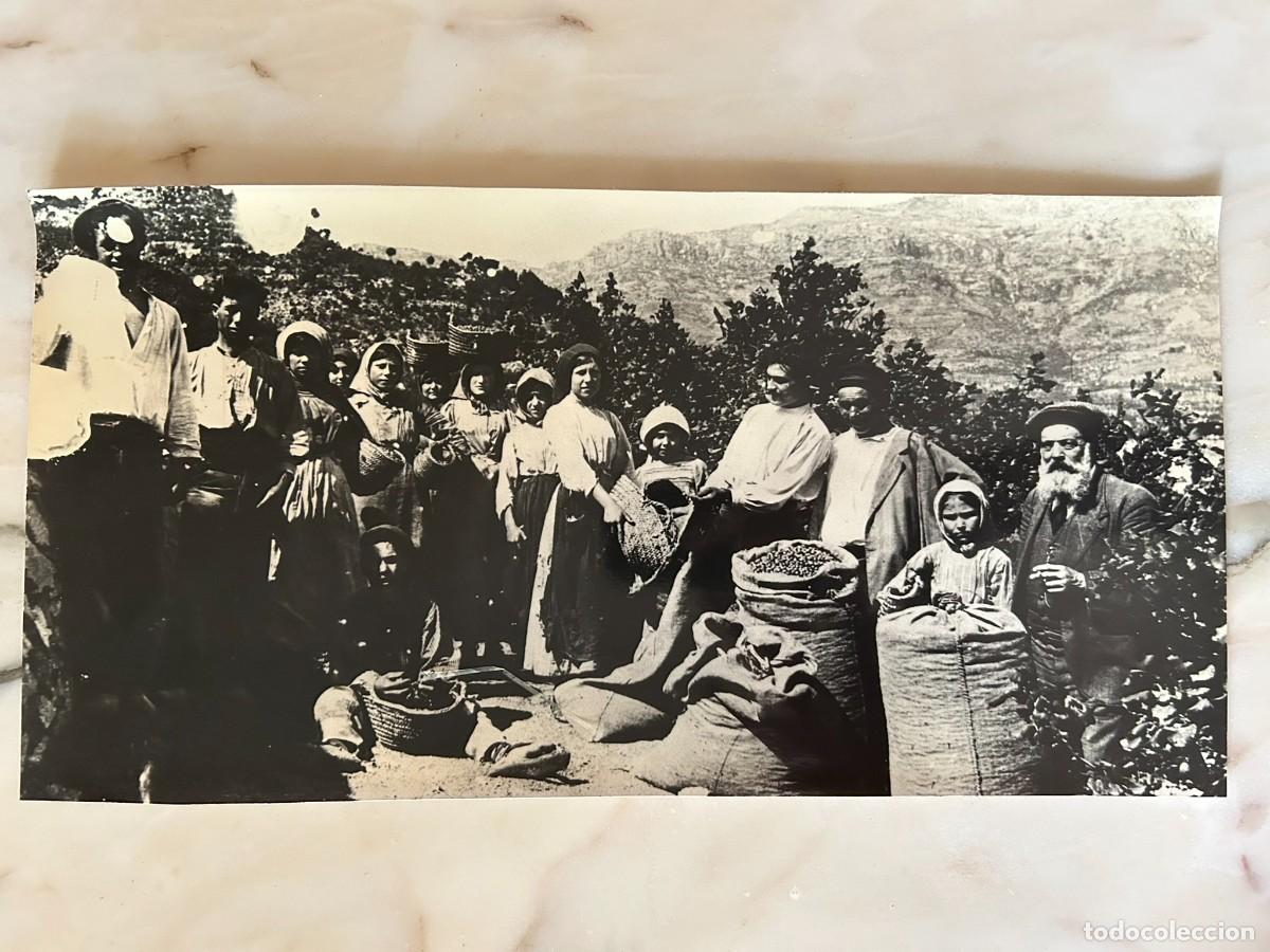 Fotograf&iacute;a antigua: RECOGIDA DE AVELLANA c. 1900 COLLITERS D' AVELLANA - VIMBOD&Iacute; I POBLET - MUNTANYES DE PRADES