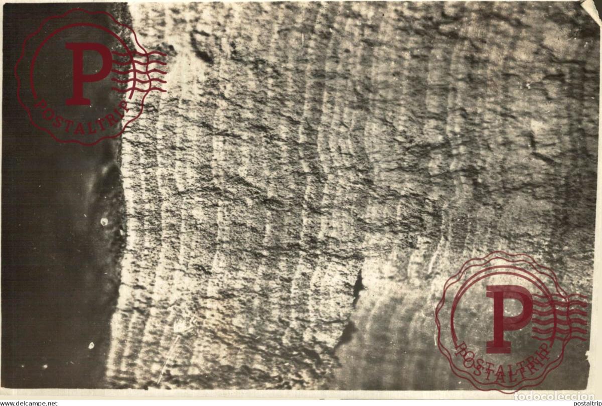 Fotograf&iacute;a antigua: MICRO PHOTOGRAPHIE 16*12CM