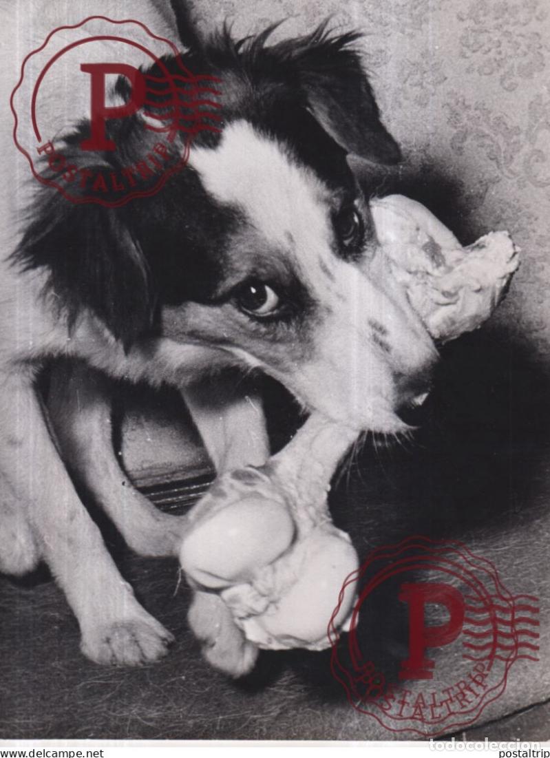Fotografia antiga: CHIEN DOG HUND 21*15CM