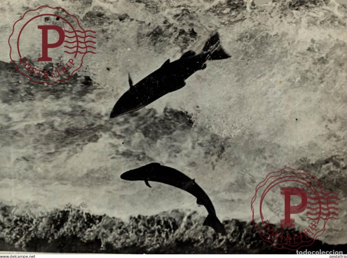 Fotografia antiga: SAUMON PECHE PECHEUR FISHERMEN VISSER 17*12CM