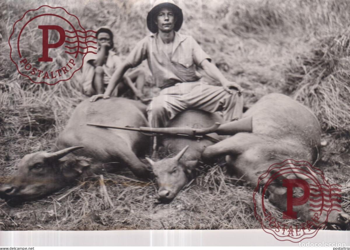 Photographie ancienne: CHASSE AU GABON 3 BUFFLES BUFFEL BUFFLE 22*14CM CHASSE A COUR HUNTING CHASSEURS