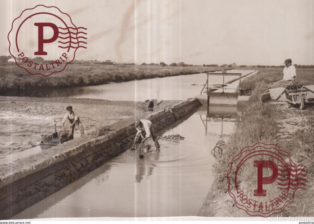 Photographie ancienne: Marennes Charente-Maritime HUITRE OSTREICULTURE 22*14CM