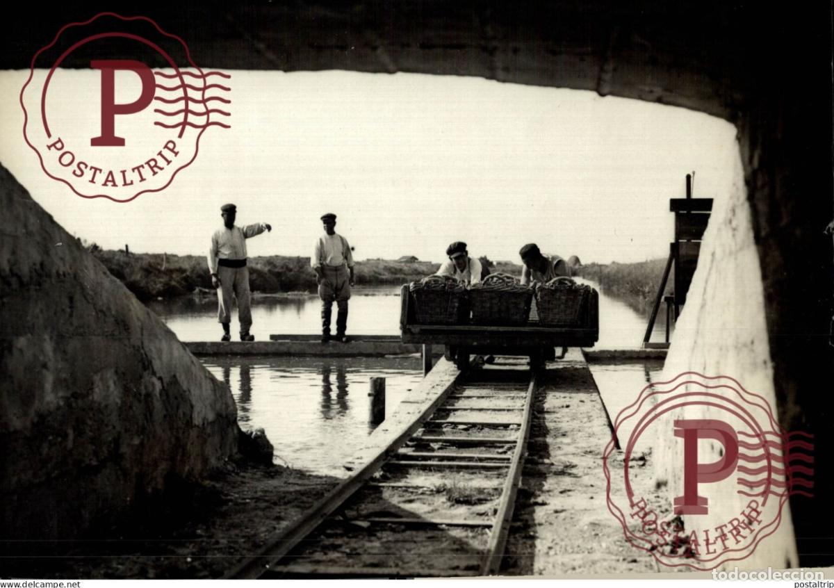 Alte Fotografie: Marennes Charente-Maritime HUITRE OSTREICULTURE OYSTER OYSTERS HUITRES CULTURE 24*16CM