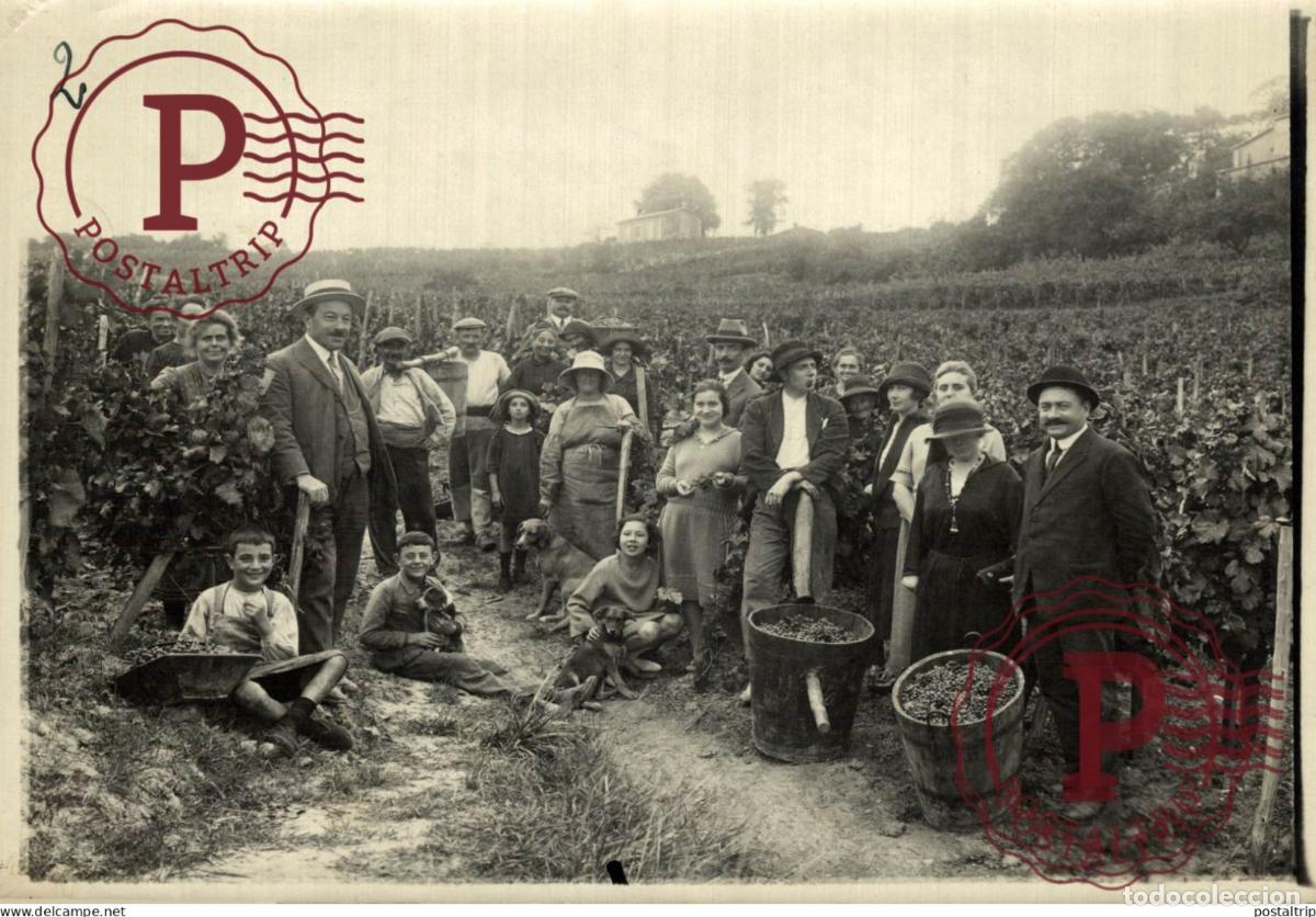 Fotografia antica: Vindima VENDANGE VENDANGES Uvas - Vinho - Wine - Vin - Vino 18*13CM