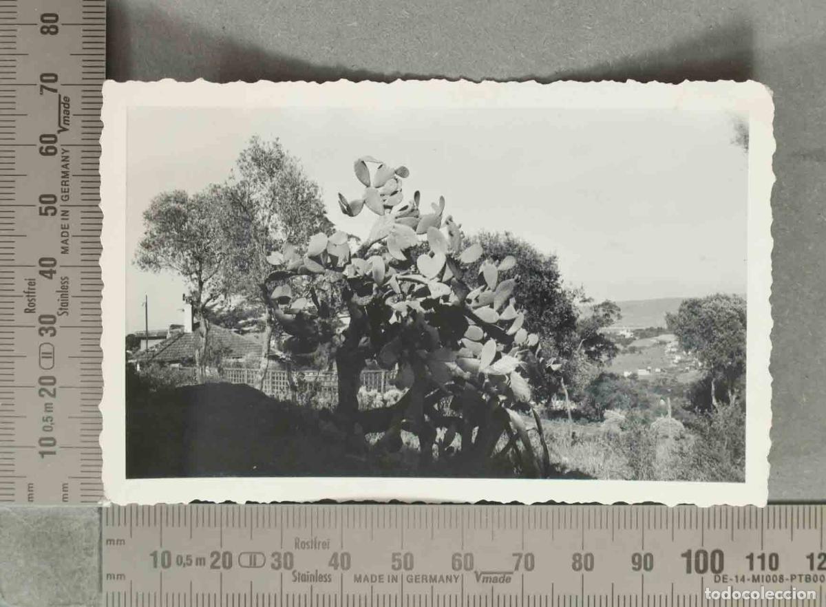 Fotografia antiga: FOTOGRAFIA. VISTA DESDE JARDIN. HACIA 1960