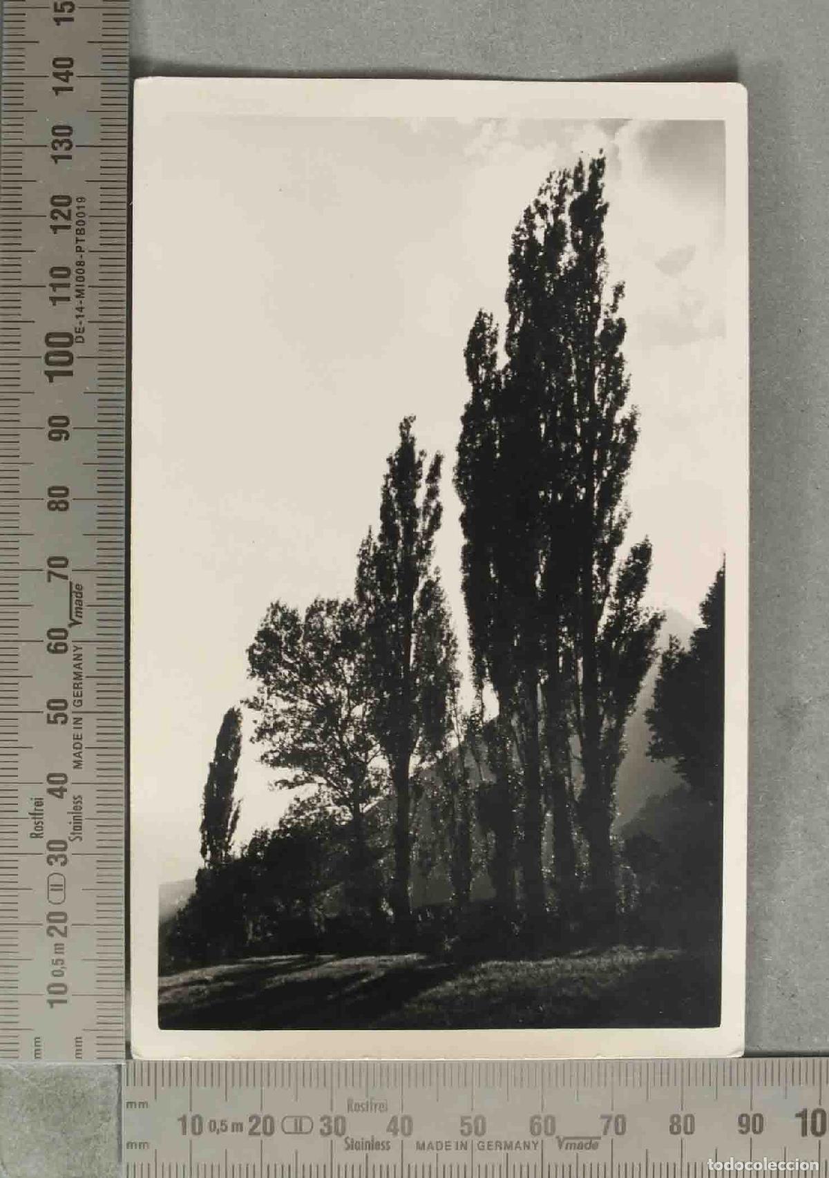 Fotograf&iacute;a antigua: FOTOGRAFIA. Chopos CAMINO DE EVISTE. BENASQUE 1944