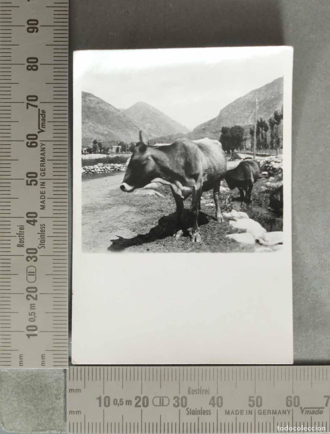 Antique Photography: FOTOGRAFIA. TERNERO DE EVISTE. 1943.
