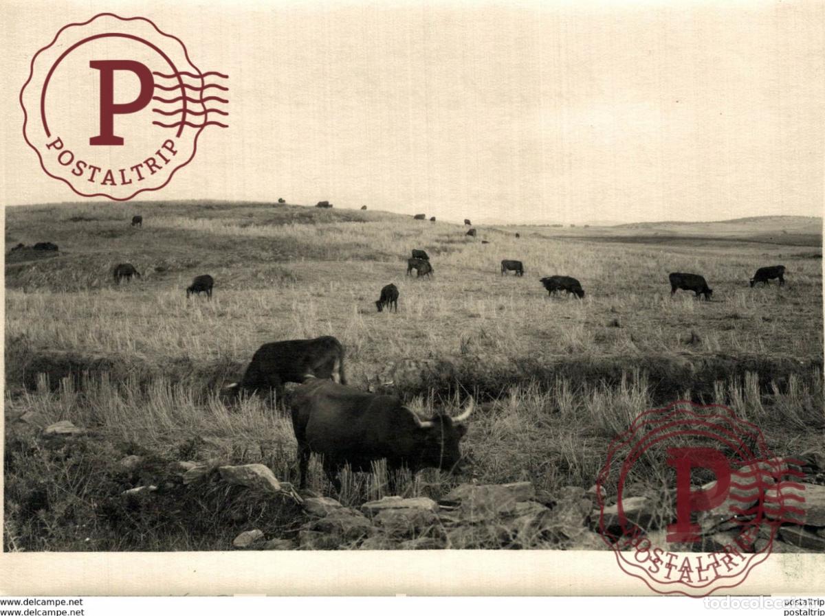 Fotograf&iacute;a antigua: EXTREMADURA BADAJOZ ESPA&Ntilde;A. FREGENAL DE LA SIERRA. FINCA VALERA REPARTIDA POR EL AYUNTAMIENTO.