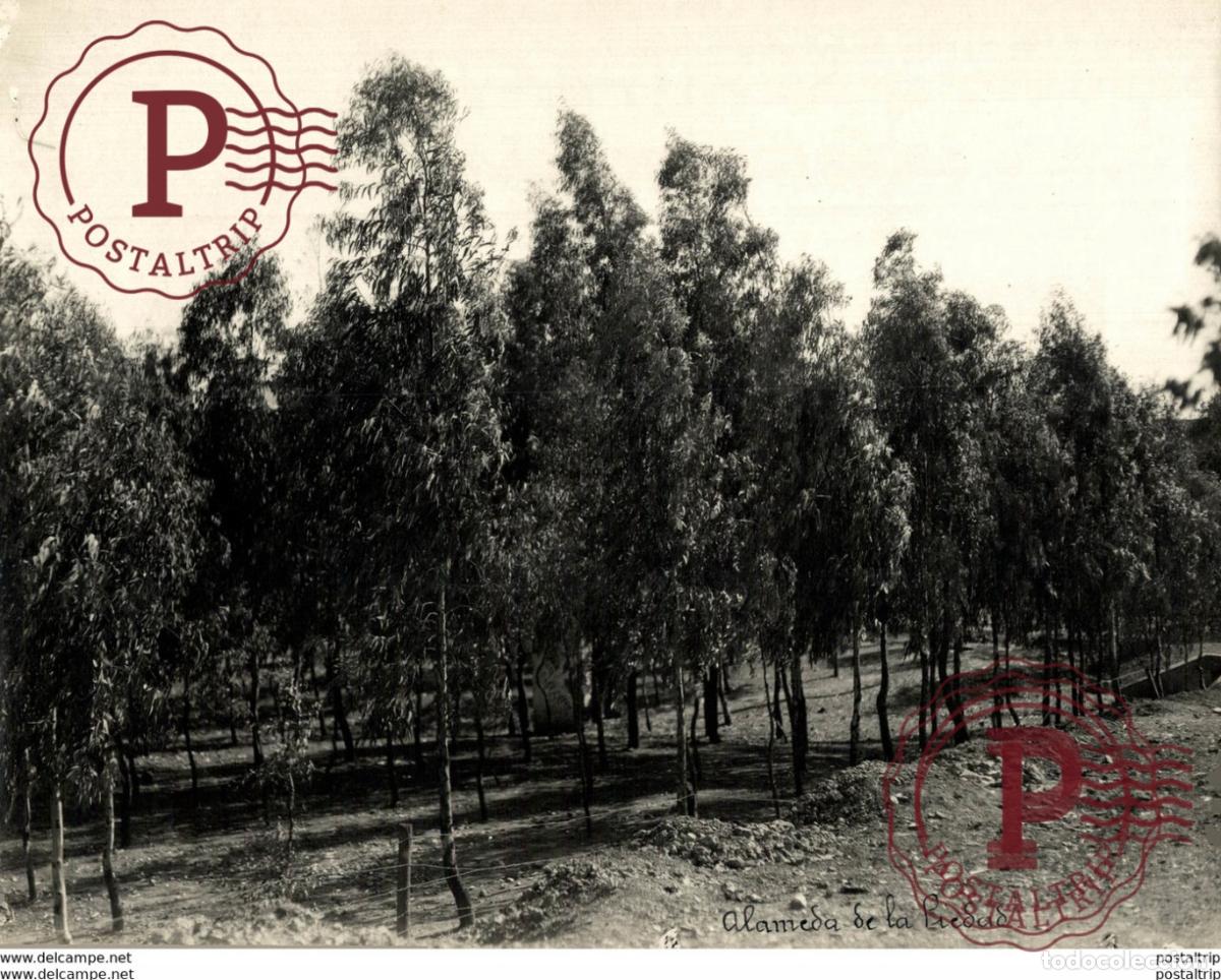 Fotograf&iacute;a antigua: EXTREMADURA BADAJOZ ESPA&Ntilde;A. ALMENDRALEJO. ALAMEDA DE LA PIEDAD - 23X17CM