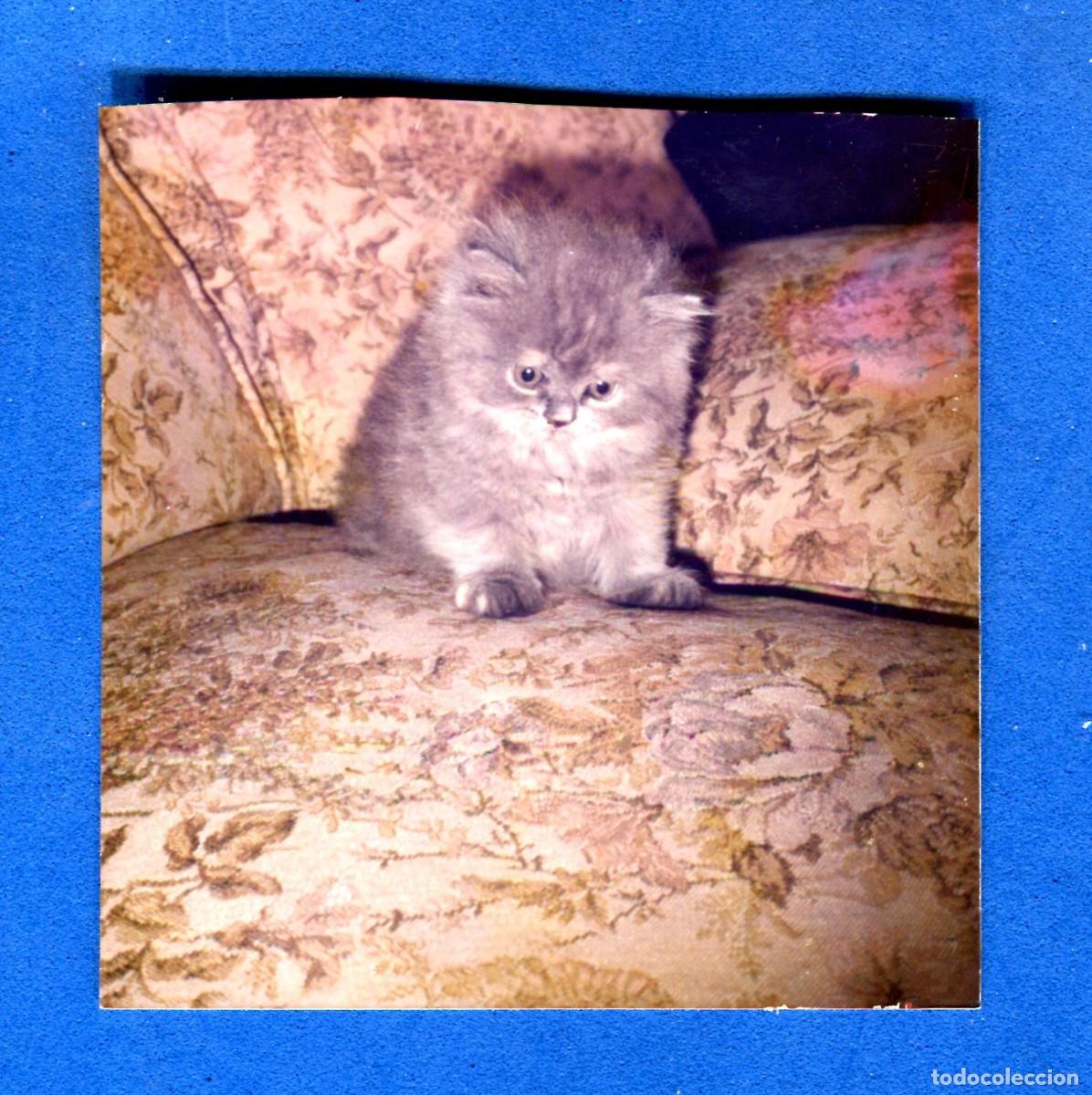 Fotografia antiga: FOTOGRAFIA GATO EN SOFA