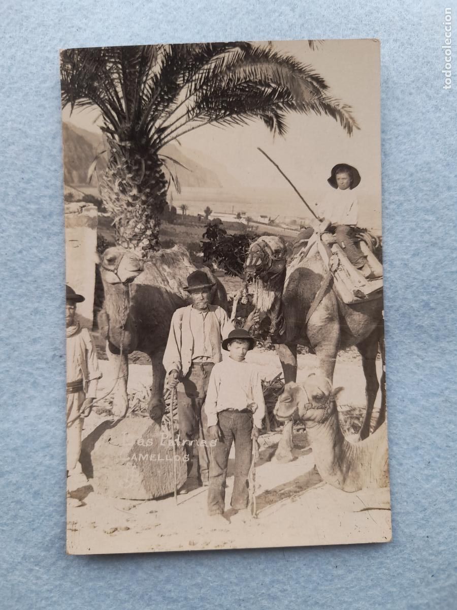 Fotografia antiga: Fotograf&iacute;a antigua de Las Palmas. Camellos. Foto J.B.