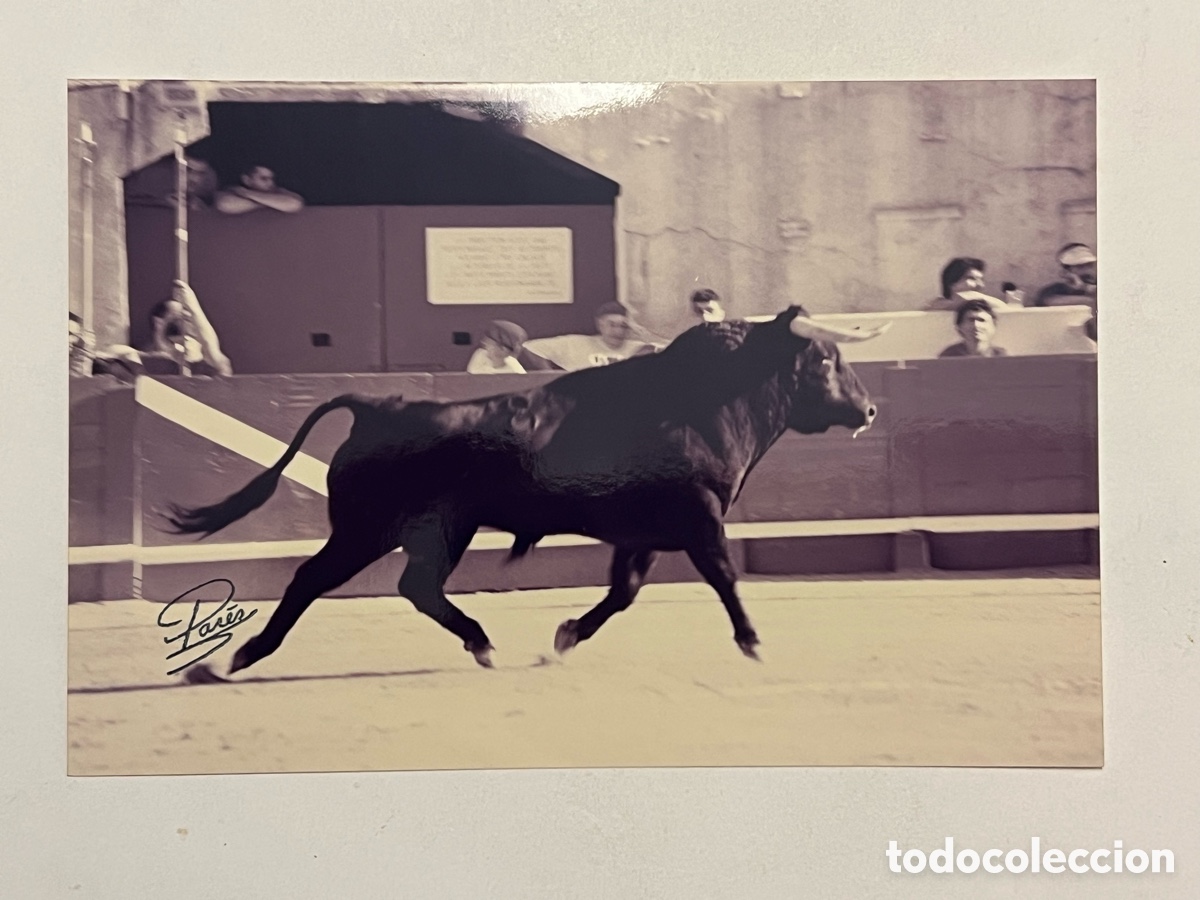 Fotografia antiga: TAUROMAQUIA. Toros un Novillo de Hnos. Peralta. ARENES DE BEZIERS. Fotograf&iacute;a Pares, Francia