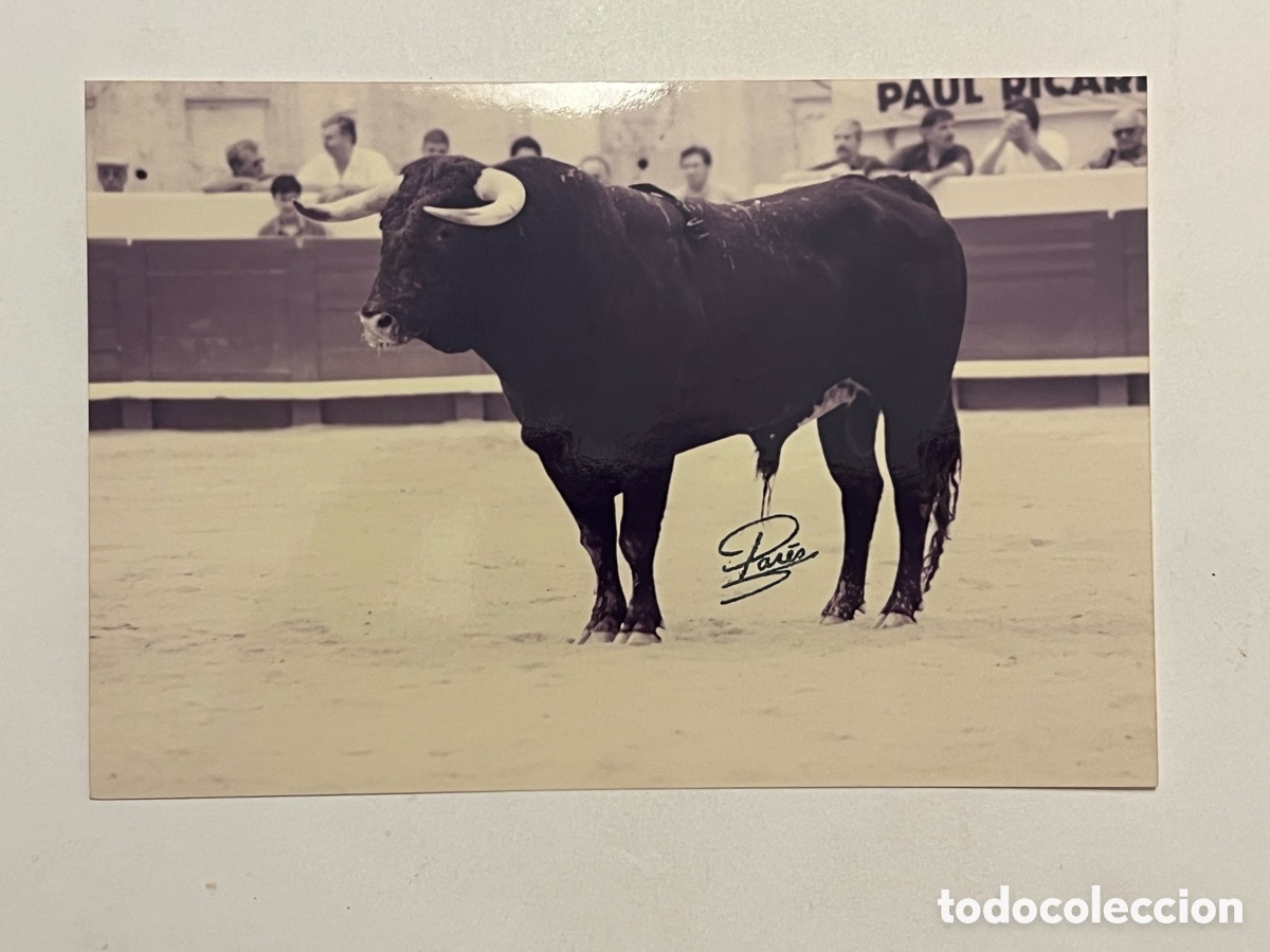 Fotografia antiga: TAUROMAQUIA. Toros Ganader&iacute;a de Hnos. Peralta. ARENES DE BEZIERS. Fotograf&iacute;a Pares, Francia