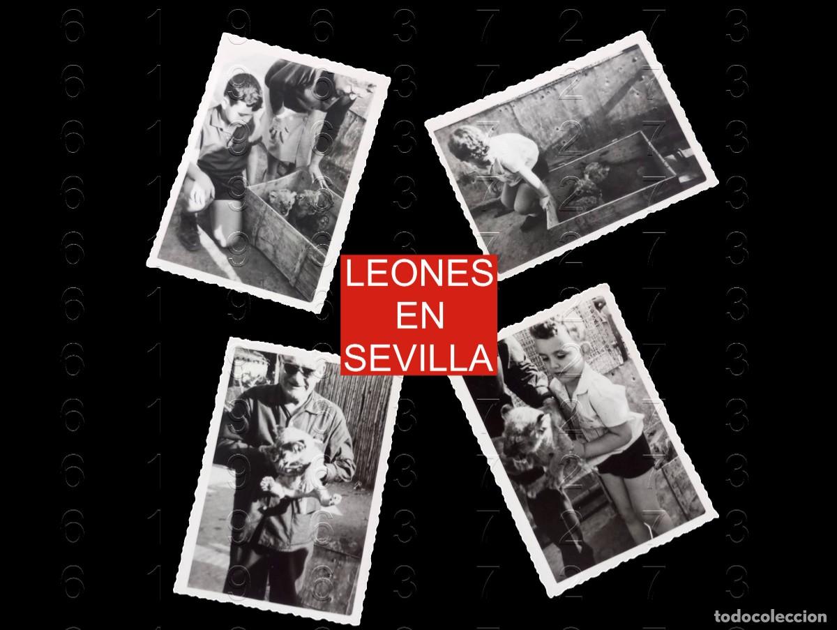 Fotografia antica: SEVILLA LEONES CUANDO TENER LEONES ERA COMO TENER GATOS 4 FOTOGRAFIAS UNICAS ANTIGUAS M40