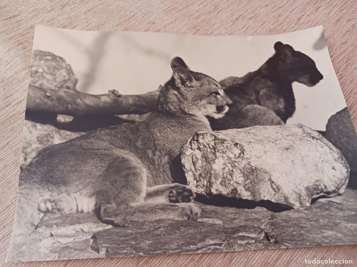 Photographie ancienne: fotografia gran tama&ntilde;o pareja de leones cachorros, 23 x 17 cm.