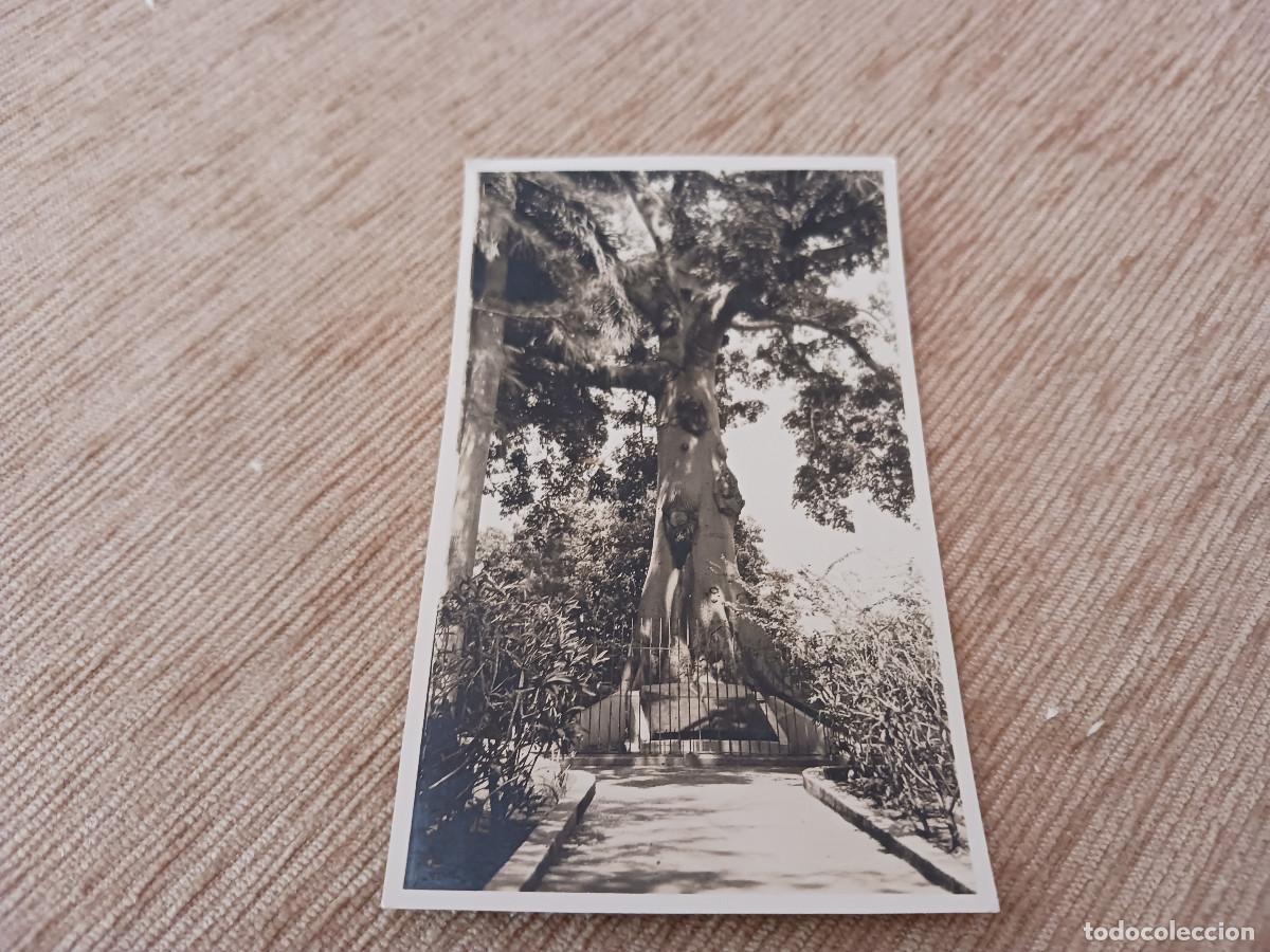 Fotograf&iacute;a antigua: fotografia arbol de la paz, parque san juan, santiago de cuba 1938