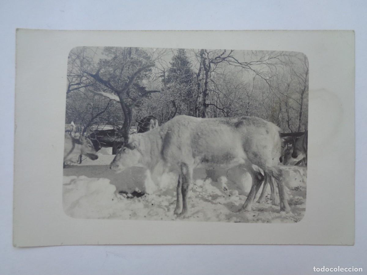 Fotograf&iacute;a antigua: FOTO DE UN RENO . FINLANDIA PRINCIPIOS DE SIGLO