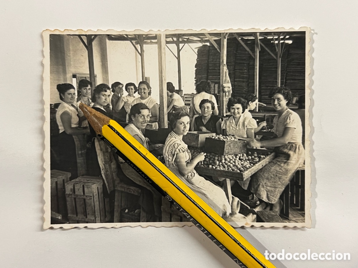 Fotograf&iacute;a antigua: PUERTO SAGUNTO. Grupo de Mujeres envasando frutas.. (h.1950?) Reportajes Gr&aacute;ficos Lucas