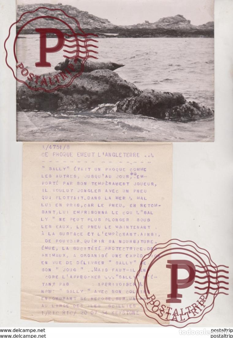 Fotograf&iacute;a antigua: LANGLETERRE SALLY PHOQUE ILES SCILLIES