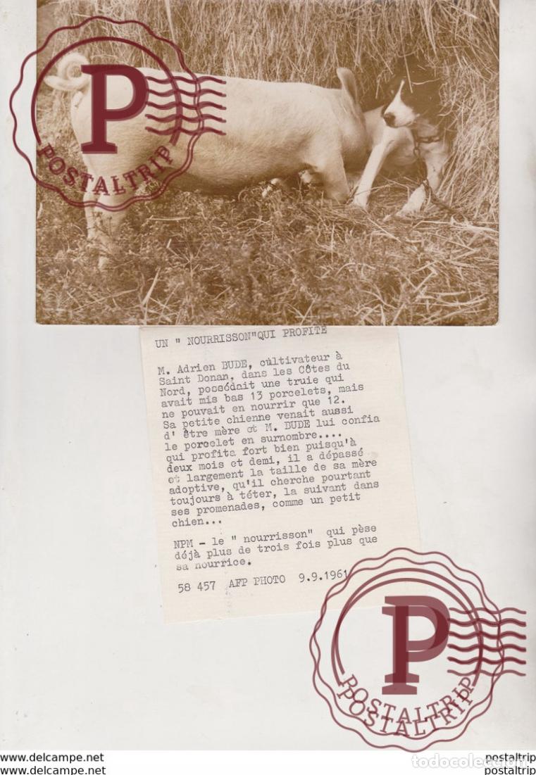 Fotograf&iacute;a antigua: NOURRISSON QUI PROFITE CULTIVATEUR A SAINT DONAN COTES DU NORD CHIEN COCHON