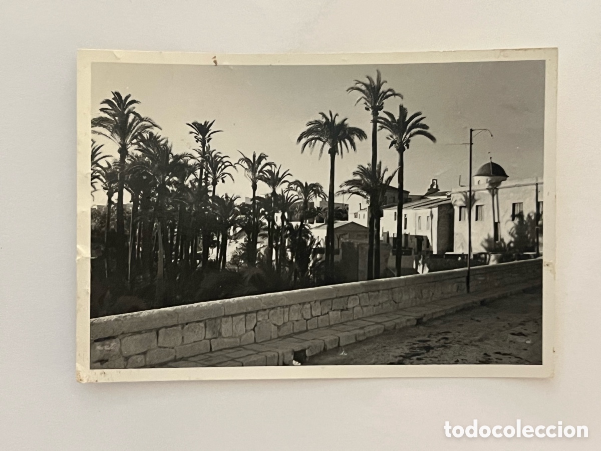 Fotograf&iacute;a antigua: ELCHE.. Fotograf&iacute;a Vista panor&aacute;mica de sus Puentes y el Palmeral.. (h.1957?) Medidas: 9 x 6