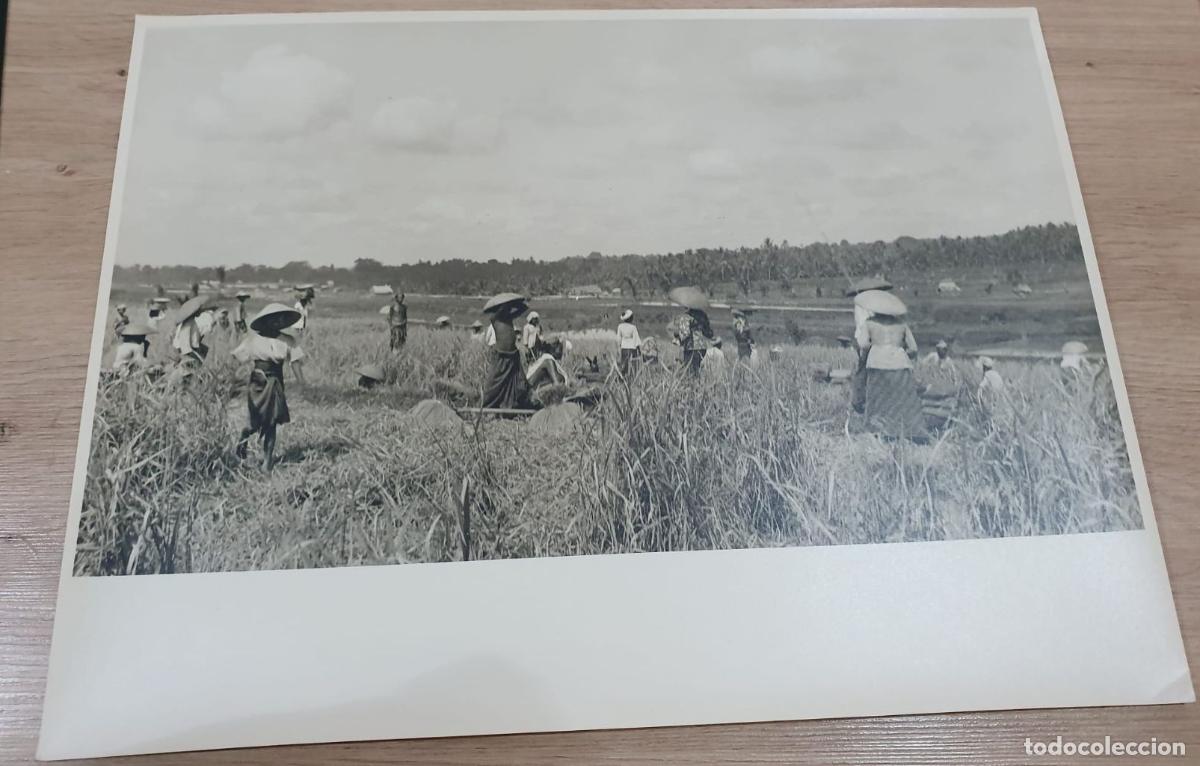 Antique Photography: INDONESIA. BALI. GRAND FORMAT. FOTO PHOTO. 39.5X29.5CM